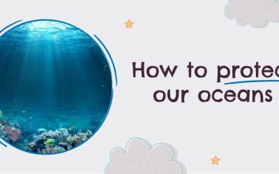 World Ocean Day: how to protect our oceans