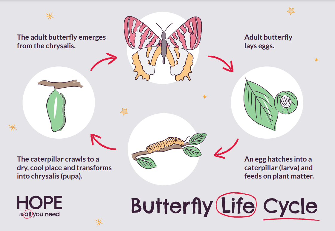 Butterfly, Life Cycle, Classification, & Facts