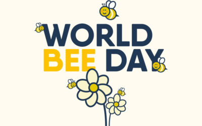 World Bee Day – why are bees so important? & QUIZ