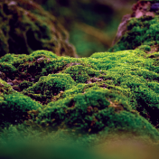 Moss