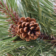 Pinecones