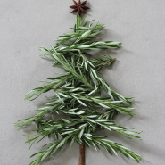 Rosemary