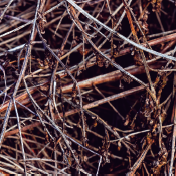 Twigs