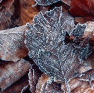 Winter leaves